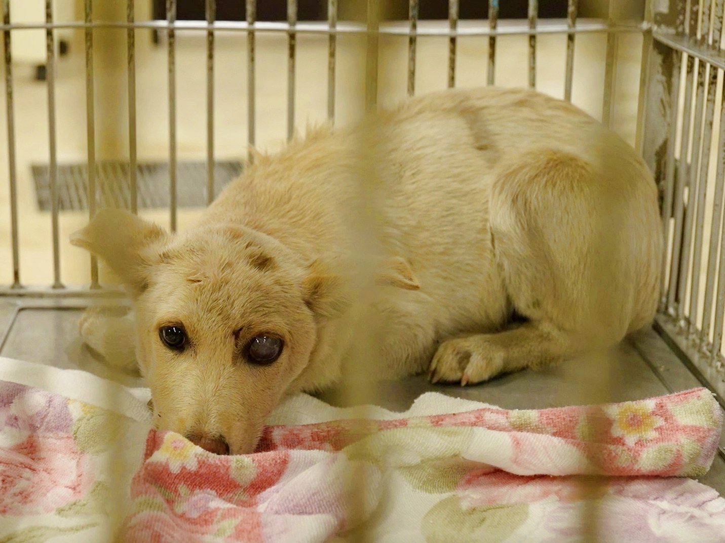 【ピースワンコ活動報告】2025年、皆さまのご支援で救えた命。そしてこれから救いたい命のために