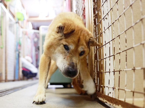 【ピースワンコ活動報告】 虐待？飼い主に捨てられた老犬の「今」