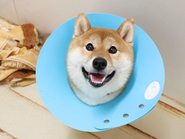 【ピースワンコ活動報告】 奇跡の回復！パテラで捨てられた子犬「日向」