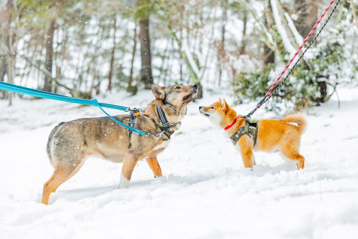 【12月は寄付月間】保護犬へのご支援を！/Support rescue dogs!