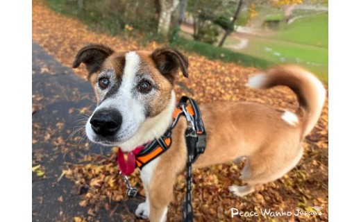 記念すべき5000頭目の卒業～オルドの物語～