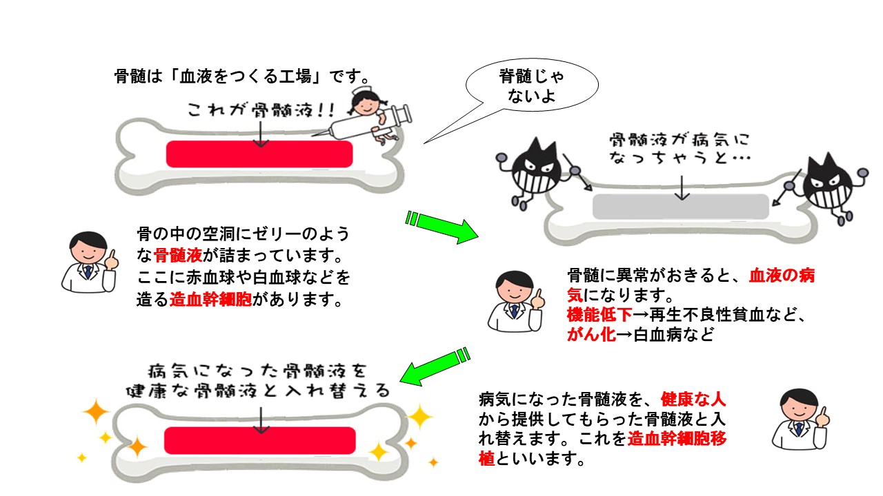 【10月は造血幹細胞移植普及推進月間】「ぞうけつかんさいぼういしょく」ってなに？